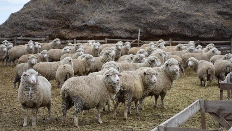 На Ставрополье стартовала кампания по осеменению овец