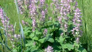 Шалфей - растение тройного назначения