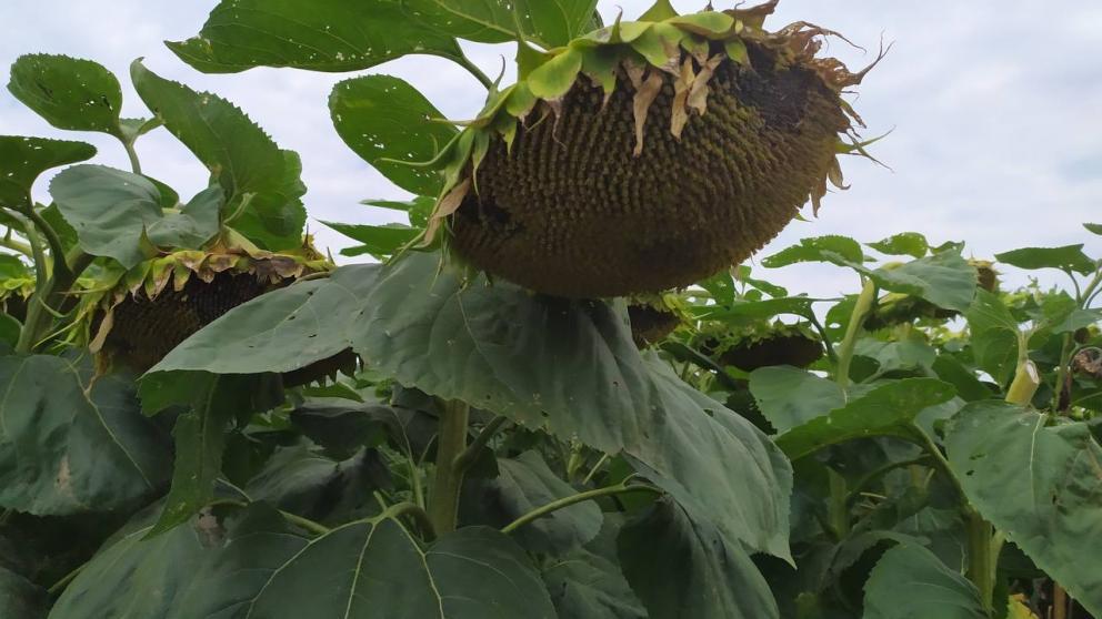 В Предгорном округе Ставрополья завершена уборка подсолнечника