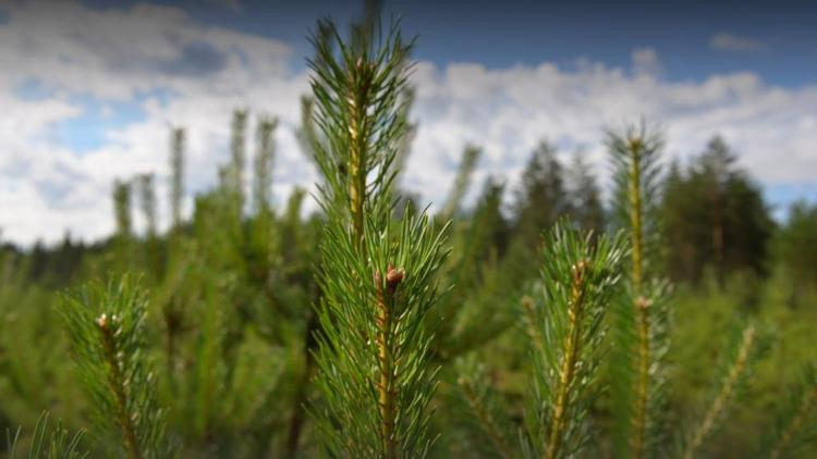 Ставрополье вошло в рейтинг Рослесхоза ведущих регионов России по сохранению лесов