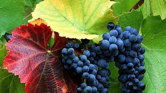 На востоке Ставрополья появятся народные предприятия