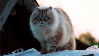 Анатолий Крищенко: Крышезнать