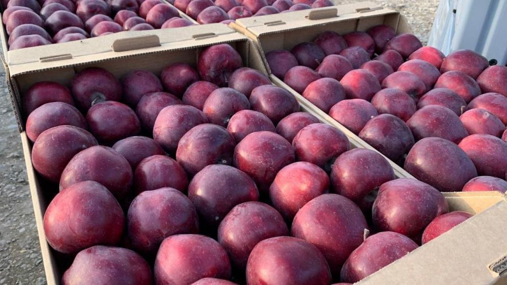 Ко Дню Яблочного Спаса Предгорный округ отправит в зону СВО свежие яблоки