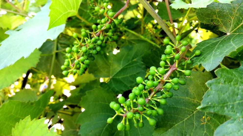 Ставропольский фермер заложил три гектара виноградников благодаря господдержке