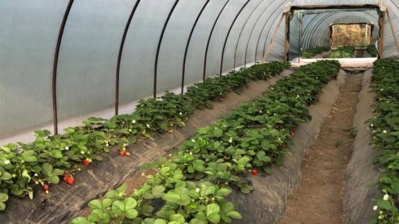 Более 21 млн рублей направят на соцконтракты в Ипатовском округе Ставрополья 