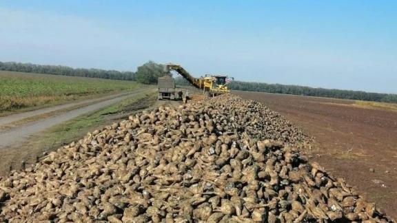 Ставропольский край собрал рекордный урожай сахарной свёклы