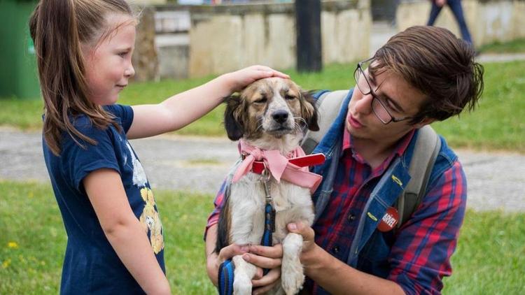 Кисловодские волонтёры собрали средства на корм для бездомных животных