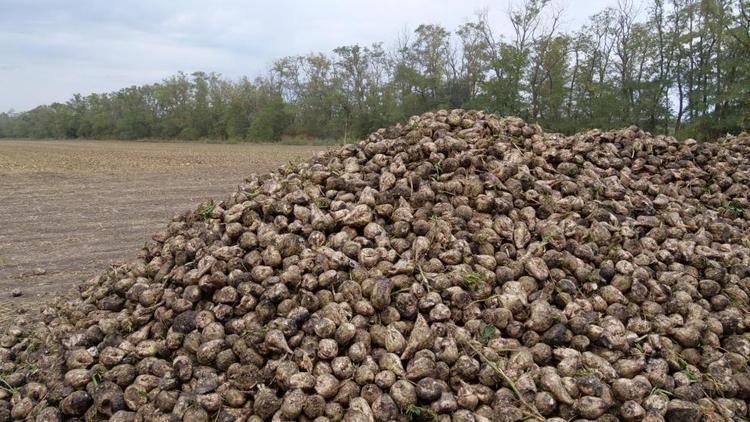 В Кочубеевском округе стартовала уборка сахарной свёклы