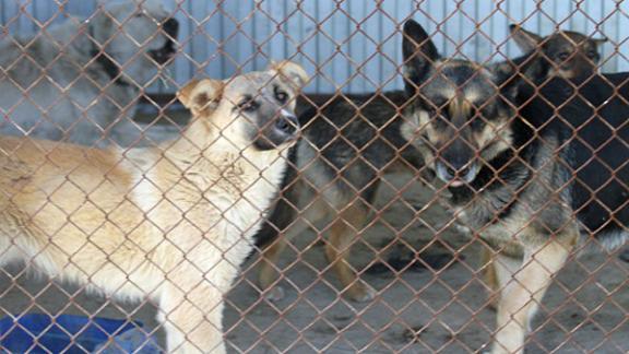 Муниципальный собачий приют начал работать в Георгиевске