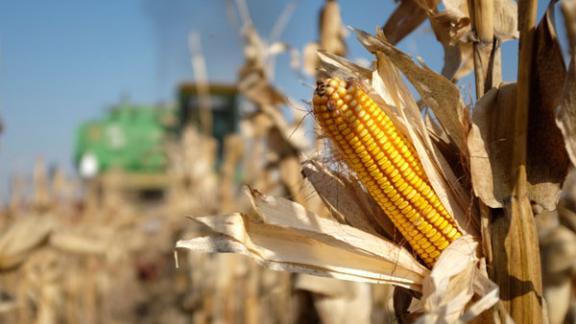 На Ставрополье построят заводы по переработке кукурузы и производству кабельной продукции