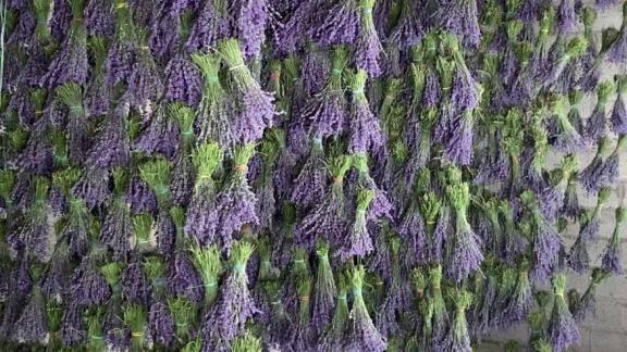 Производство эфирного масла лаванды организовали в Кировском округе Ставрополья