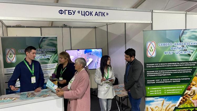 По итогам Российской выставки племенных овец Ставрополье признано одним из самых активных ее участников  