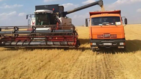 На Ставрополье стартовала жатва