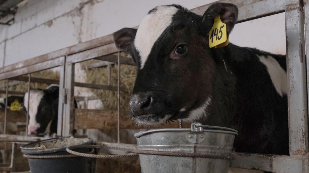 Зимовка скота в Нефтекумском округе Ставрополья проходит в штатном режиме