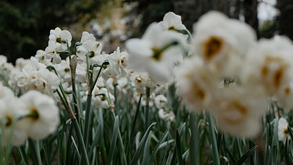 Ставропольцам рассказали, как выбрать «правильный» букет цветов на 8 марта
