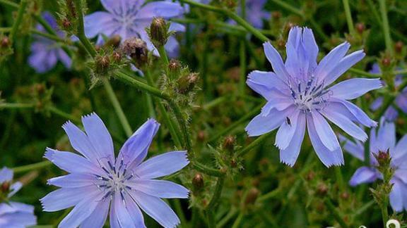 Целебные свойства цикория