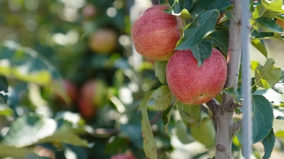 Финансирование сельского хозяйства Ставрополья достигло 6,7 млрд рублей