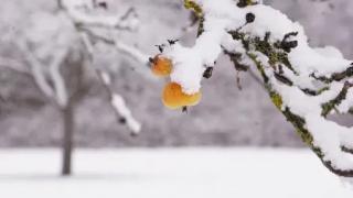 Россельхозцентр посоветовал дачникам Ставрополья, когда лучше проводить зимнюю обрезку