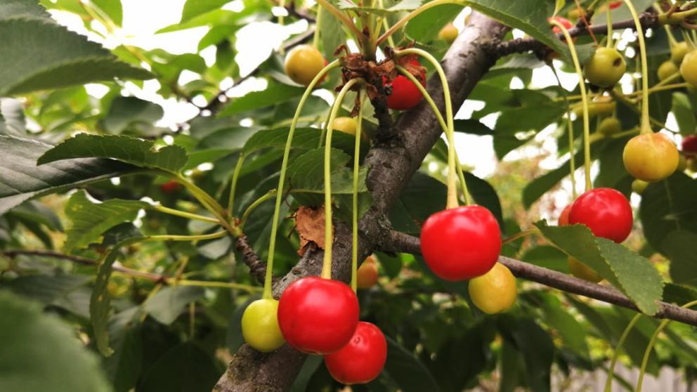 На Ставрополье стартовал сбор черешни
