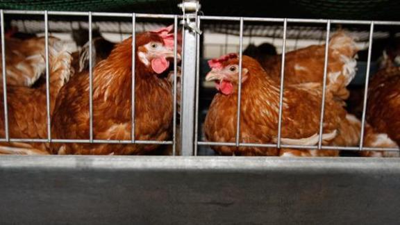 Птицефабрика «Преображенская» в Буденновском районе преображается