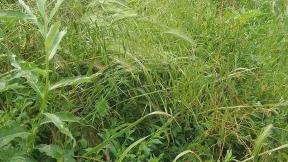 Жителям Невинномысска напомнили о необходимости регулярного покоса травы