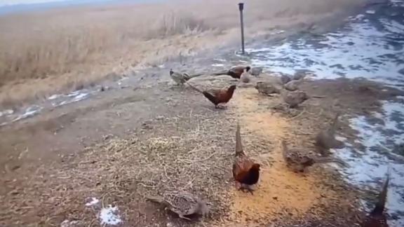 В Ставропольском крае усилили подкормку диких животных и птиц