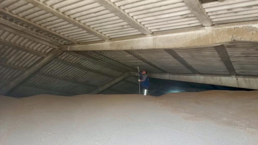 На Ставрополье стартовал государственный зерновой мониторинг