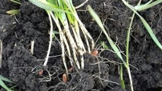 Все озимые зерновые культуры взошли в Андроповском округе Ставрополья