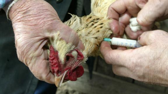 Птичий грипп уже у границ Ставропольского края