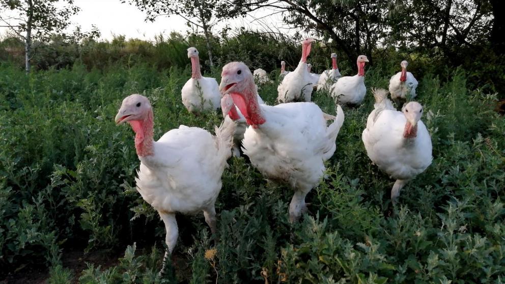 Доля ставропольского мяса птицы в общероссийской корзине достигла 6%