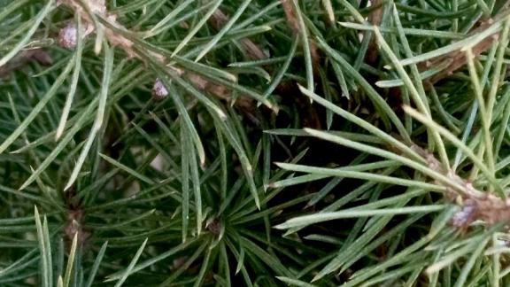 Новогодние ёлки на Ставрополье перерабатываются в топливные пеллеты