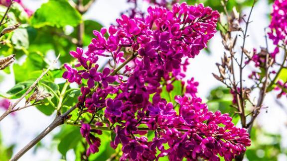 10 мая в Ставропольском крае будет выходной день