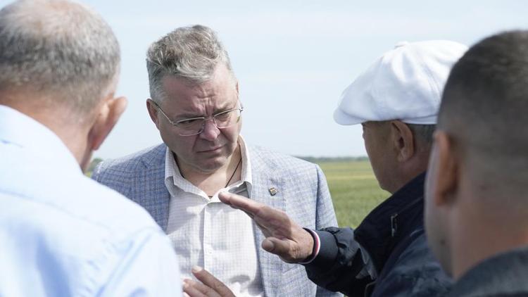 Глава Ставрополья ознакомился с состоянием посевов озимых в колхозе «Дубовском»
