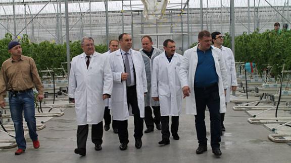 Тепличных овощей на Ставрополье заметно прибавится в ближайшее время