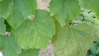 Отчего желтеют листья винограда? Возможно, это известковый хлороз