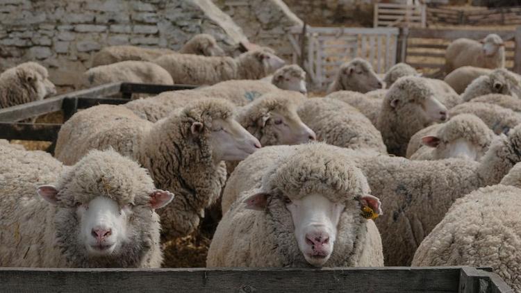 Cтаврополье представлено на открывшейся сегодня Российской выставке овец в Дагестане