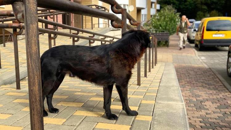 В Георгиевске двух школьниц спасли от стаи собак