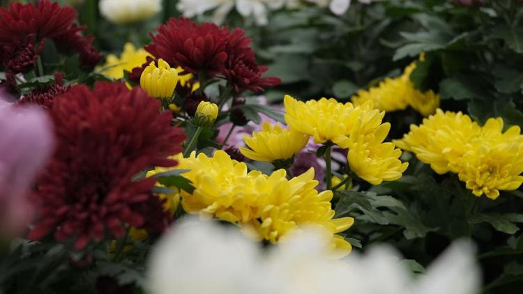 В Арзгирском округе Ставрополья поздравили жён и матерей бойцов СВО