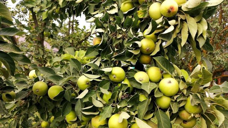 На Ставрополье продолжается закладка школьных садов