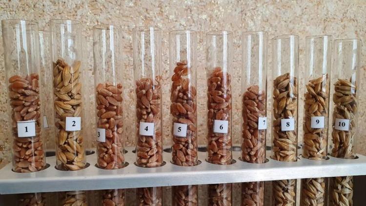 На Ставрополье приступили к проверке семян яровых