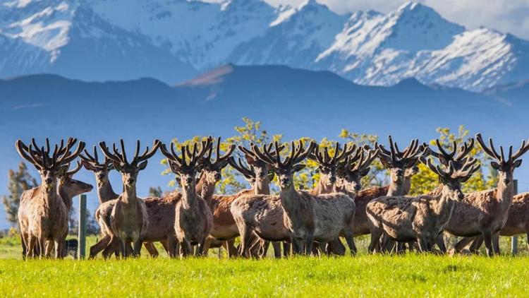 Уникальные свойства пантов марала