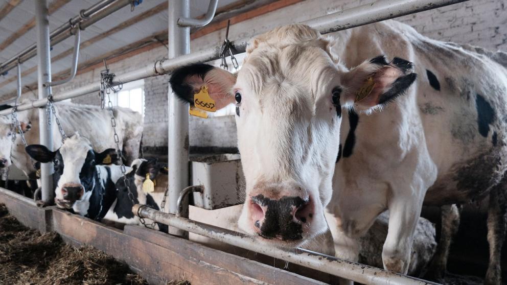 Молочное производство на Ставрополье вырастет до 680 тысяч тонн к 2025 году