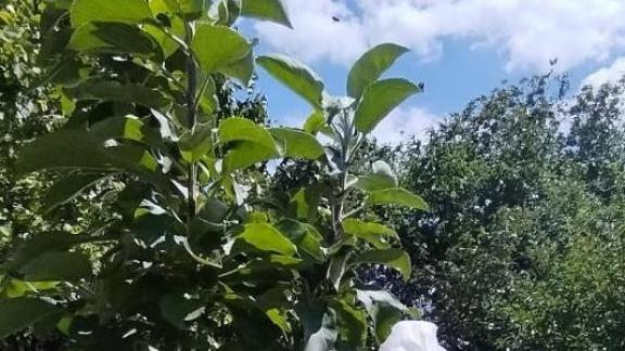 В Минераловодском округе завершена масштабная высадка деревьев и кустарников