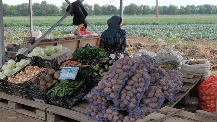 На Ставрополье увеличат производство овощей