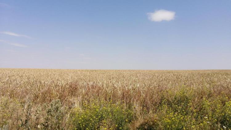 На Ставрополье пройден хлебный экватор