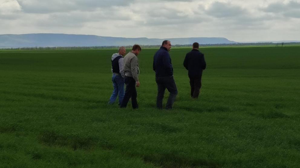 В Андроповском округе готовятся отразить нападения нестадных саранчовых