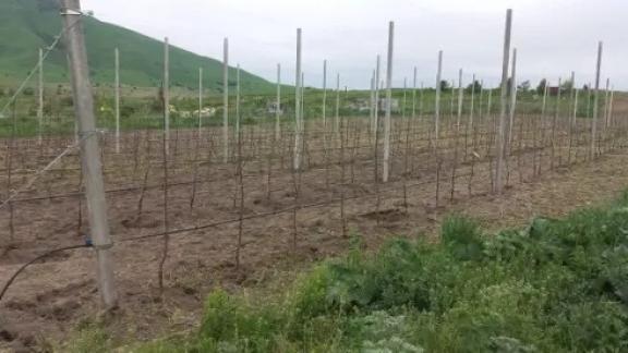 В Предгорном округе Ставрополья заложили ещё 10 суперинтенсивных садов