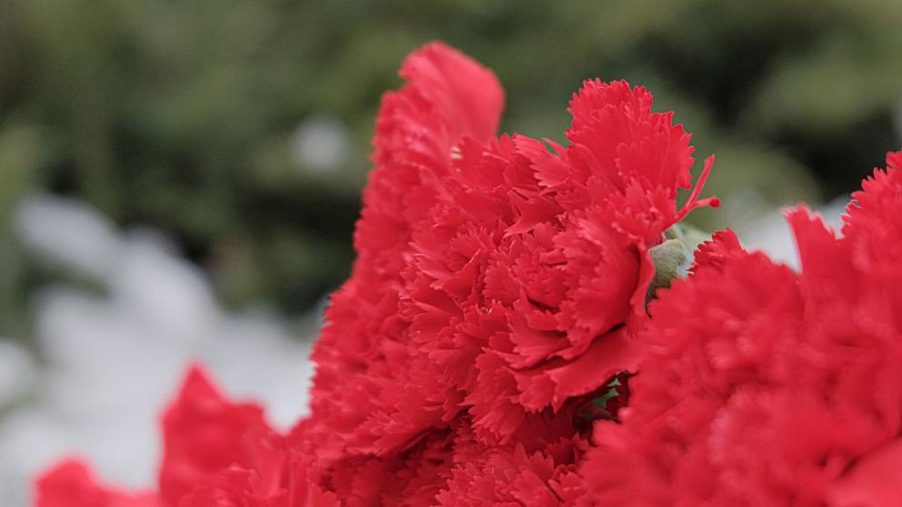 На Ставрополье появятся 7 мемориальных сооружений, посвящённых погибшим бойцам СВО