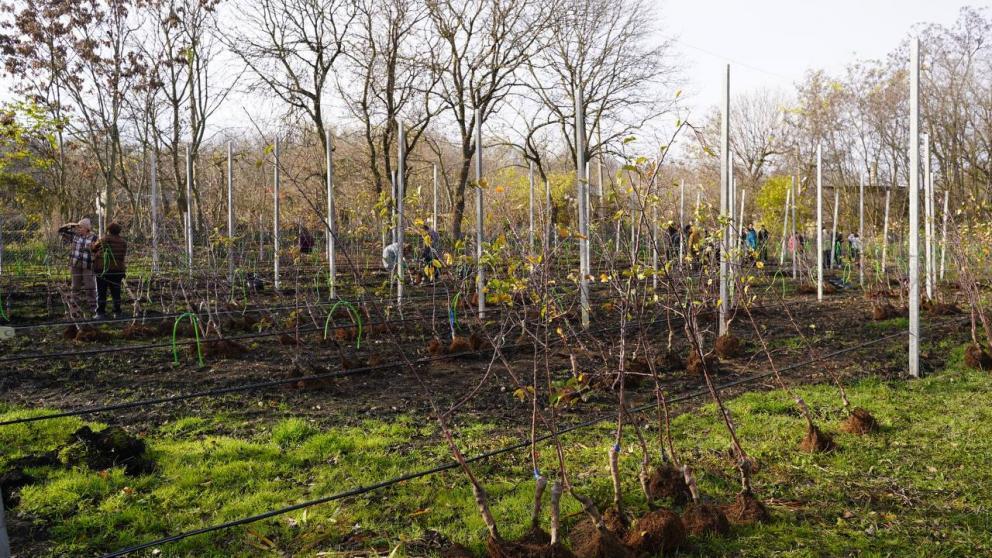 В станице Воровсколесской появился пришкольный яблоневый сад
