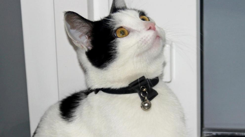 Ученый кот из Невинномысска Семен Семенович попал в историю